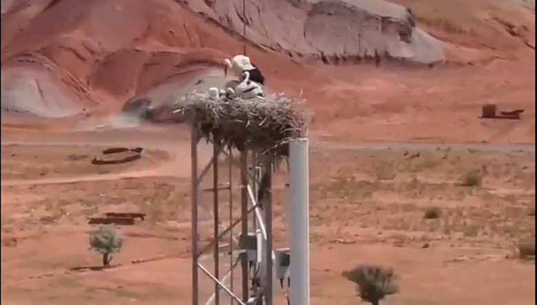 لک لک ها بر بالای دکل مخابراتی